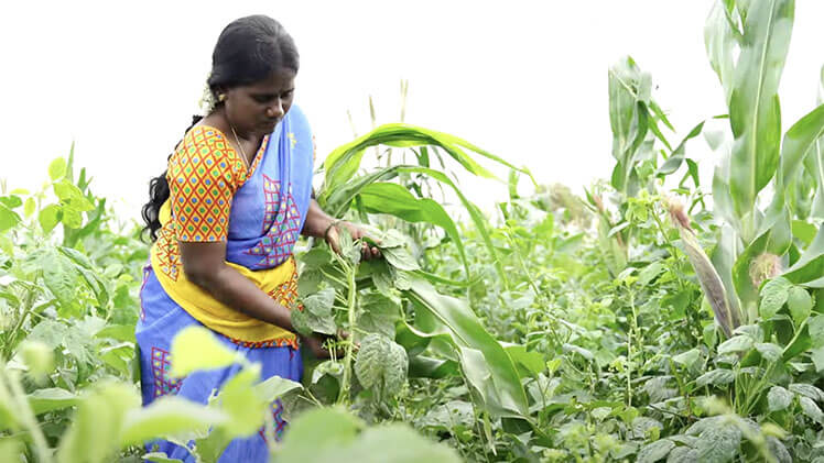 Andhra Pradesh’s Natural Farming Model: A Game Changer by 2050