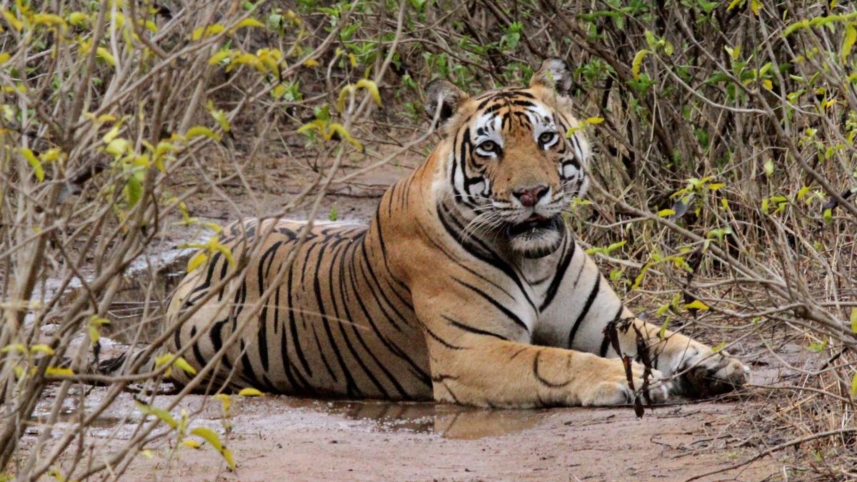 Guru Ghasidas-Tamor Pingla: Chhattisgarh’s Newest Tiger Reserve