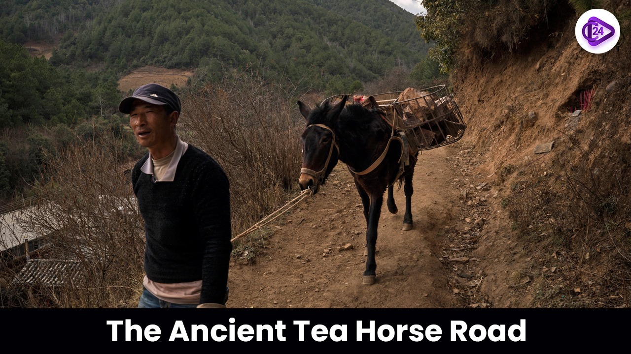 The Ancient Tea Horse Road: Bridging India-China Heritage