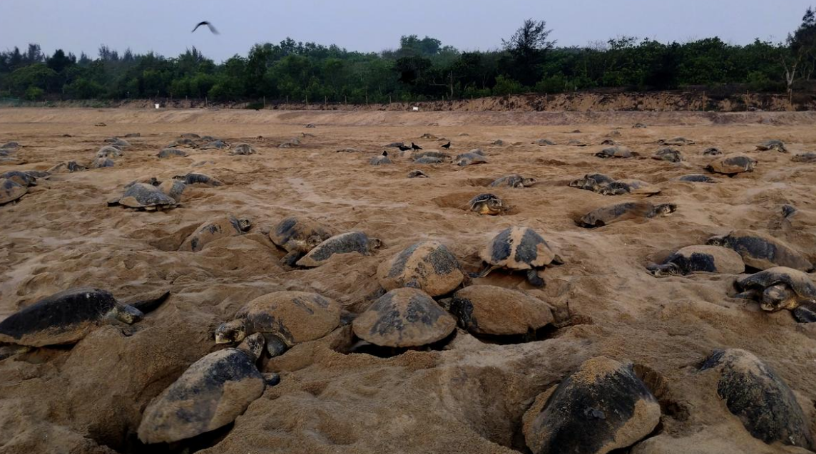 Long-term monitoring of turtle populations Turtle Island Long-term monitoring of turtle populations Turtle Island