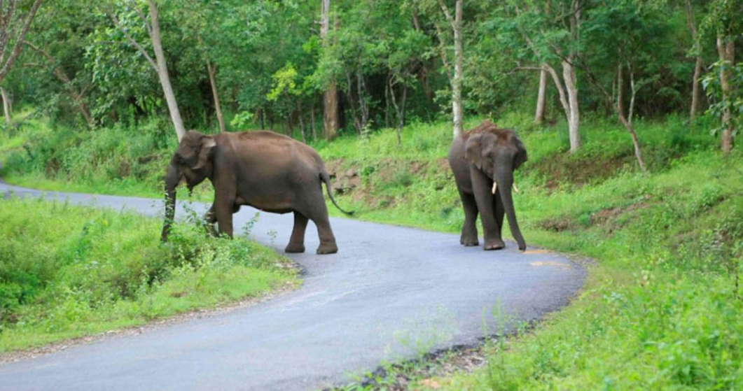 National Wildlife Health Policy: Safeguarding Ecosystems and Public Health