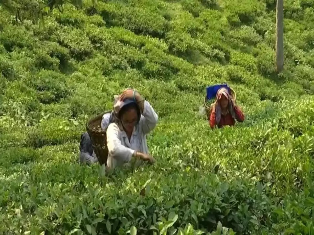 India Achieves Significant Milestone in Global Tea Industry, Becomes World’s 2nd-Largest Exporter of Tea in 2024