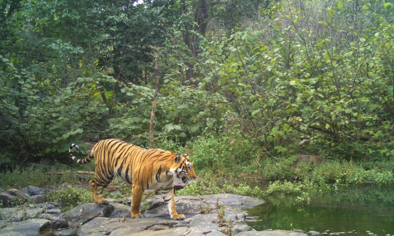 India Launches ‘Tigers Outside Tiger Reserves’ Project to Safeguard Big Cats