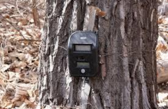 Uttarakhand Forest Department partnered with WWF to install trap cameras in the interiors of forests
