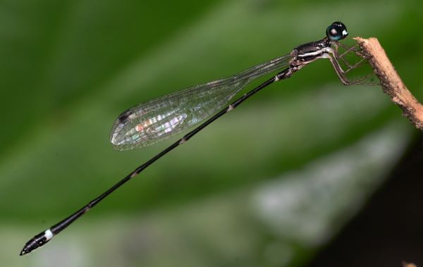 Discovery of New Damselfly Species in Kerala