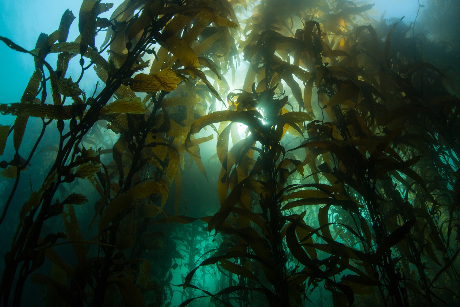 Seaweed: A Nutritional Powerhouse from the Ocean