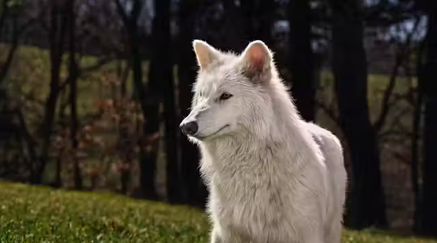De-Extinction of Dire Wolf: Scientists Revive Ancient Predator Using DNA