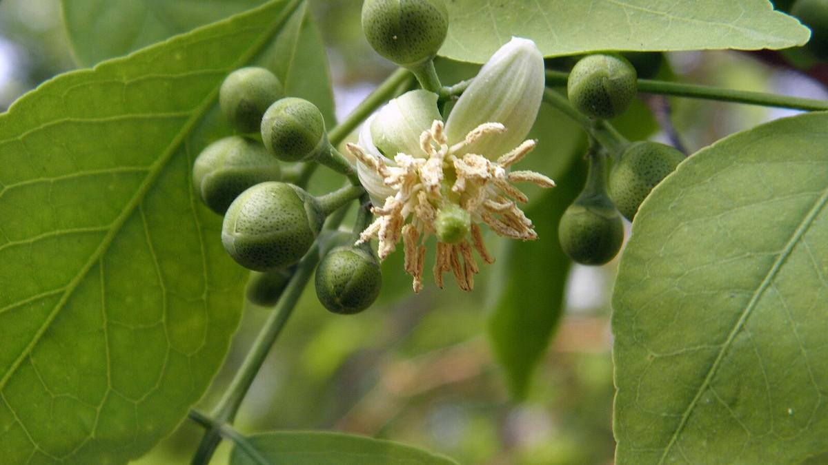 India Launches First Native Seed Germination Database for Ecological Restoration