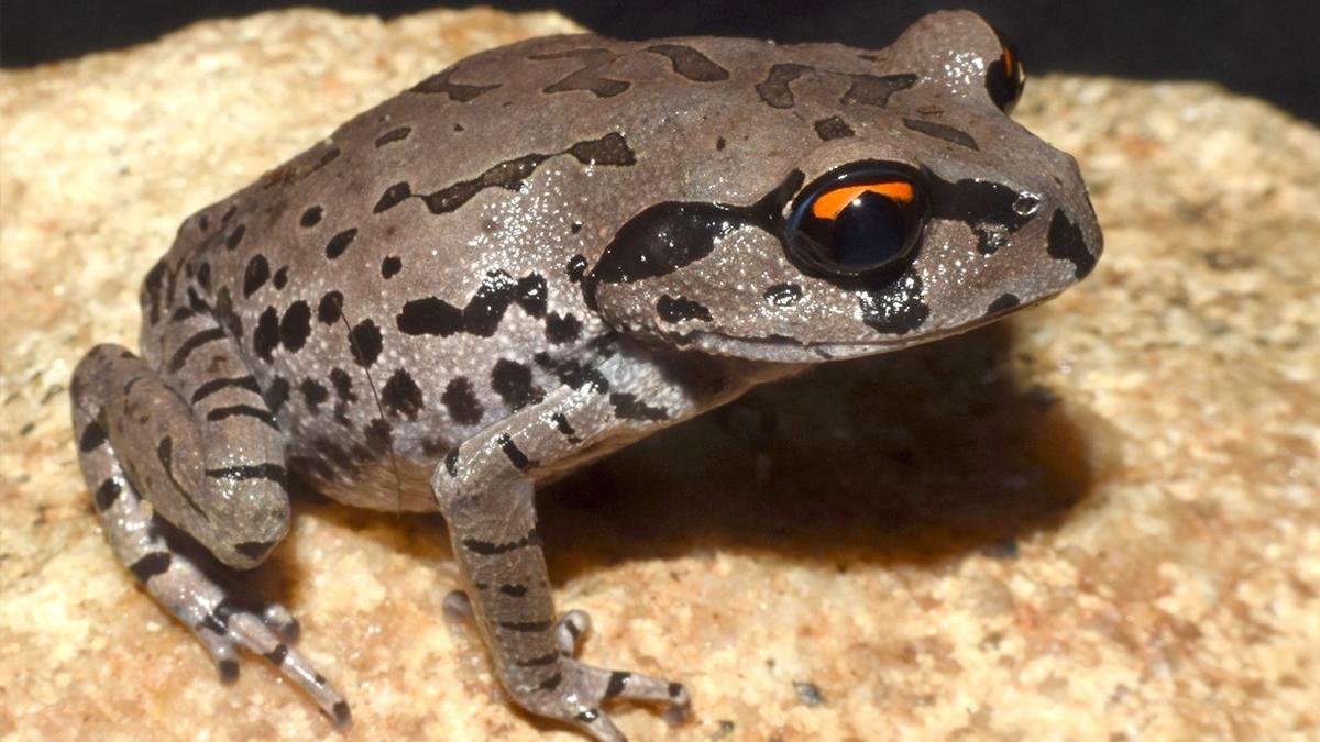 New Frog Species Leptobrachium aryatium Discovered in Assam After 21-Year Study