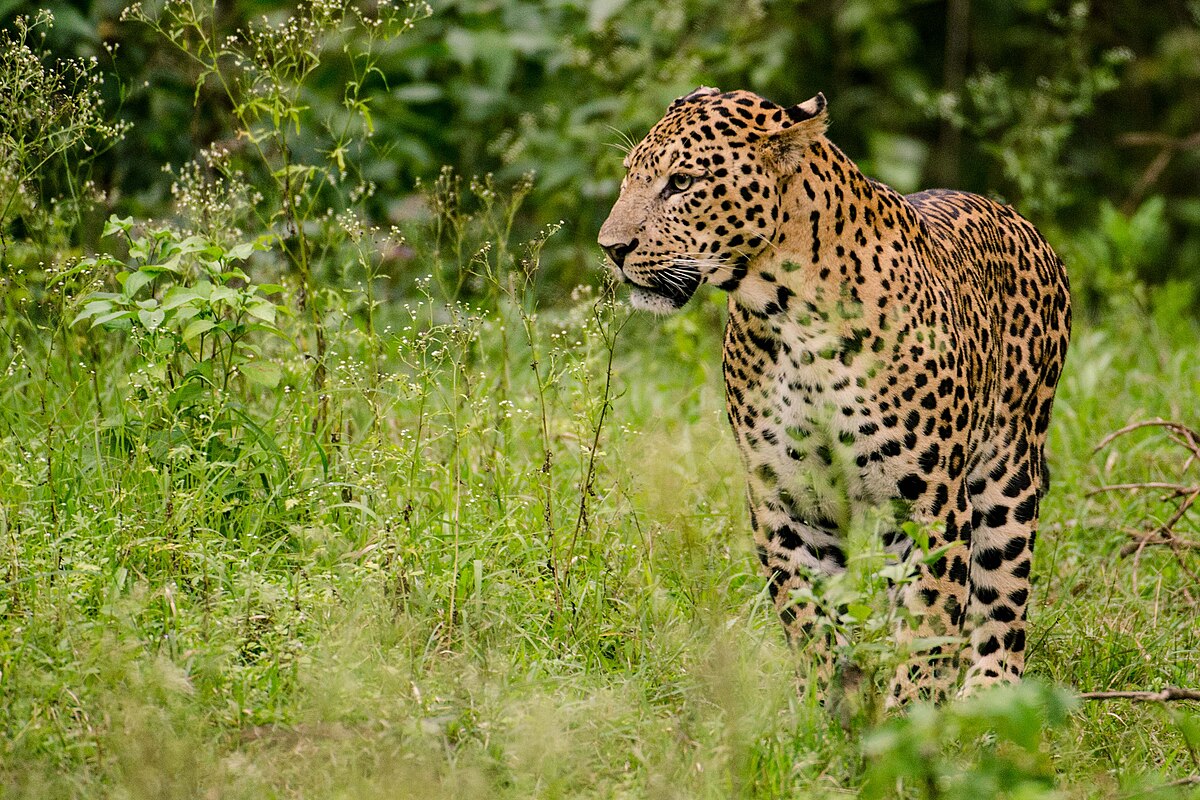 Leopard Spotted in Asola Bhati Wildlife Sanctuary