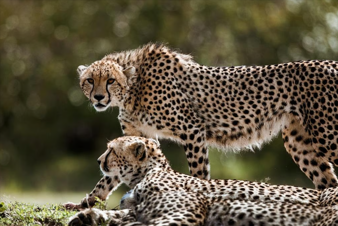 Two Cheetahs released into Gandhi Sagar National Park
