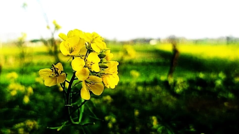 TERI's Nano Sulphur Breakthrough in Mustard Cultivation