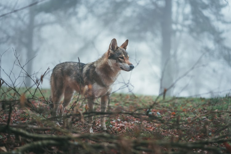 Mahuadanr Wolf Sanctuary: India's First and Only Wolf Sanctuary