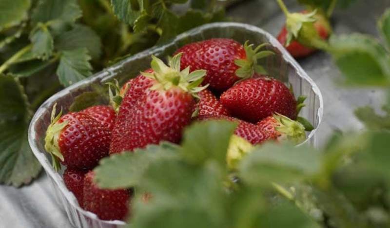 Meghalaya to Host Strawberry Festival on 2-3 May, 2025 to boost agriculture