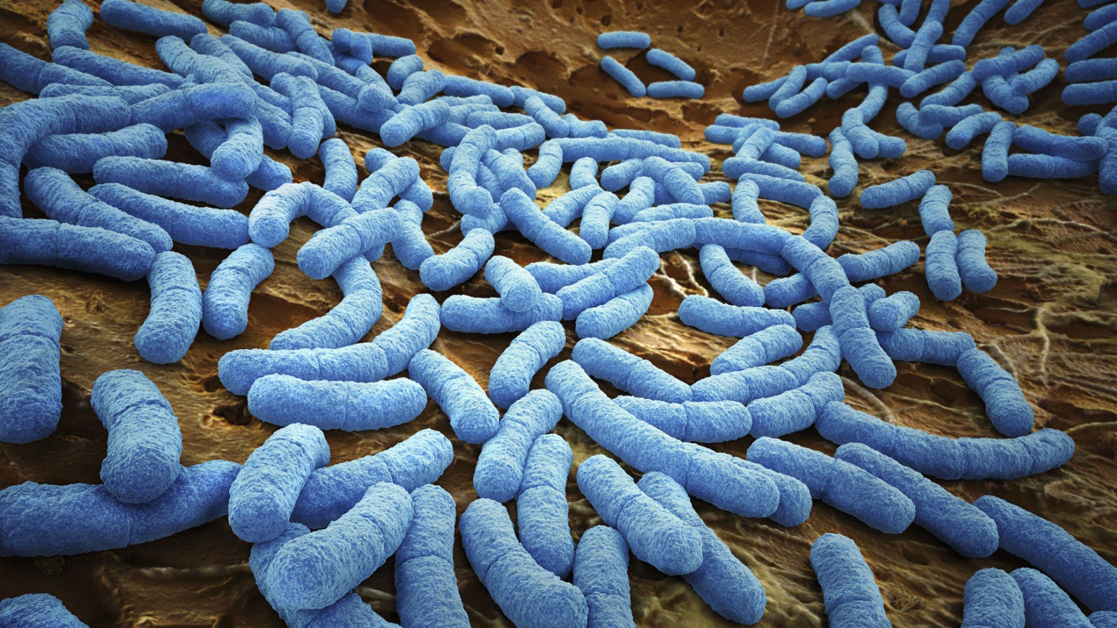 Scientists Discover a New Organism that Conducts Electricity: A Breakthrough in Bioelectronics