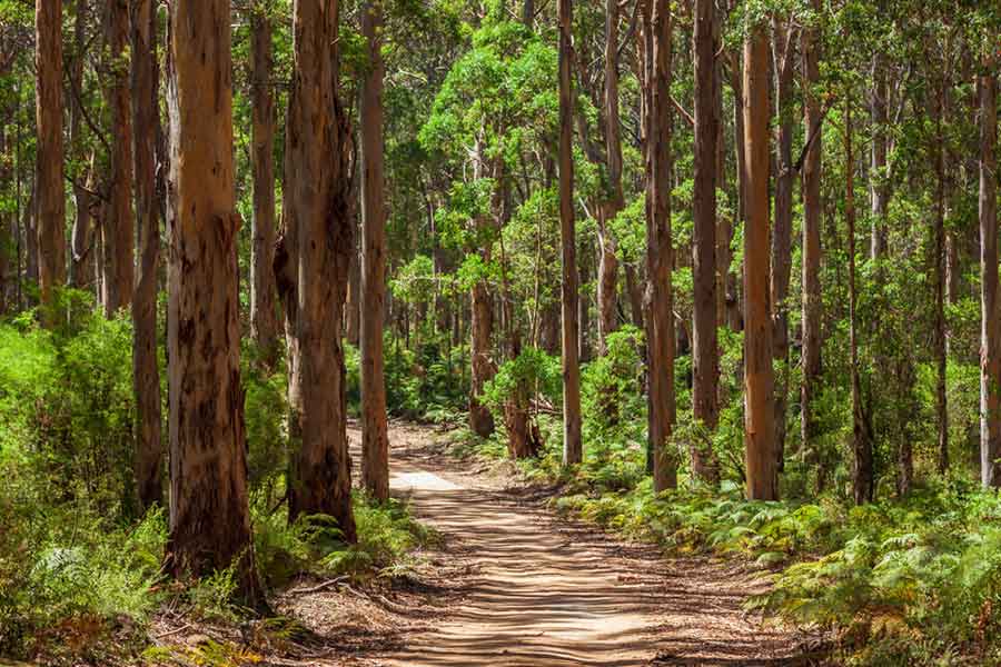Madhya Pradesh’s AI-Powered Real-Time Forest Alert System
