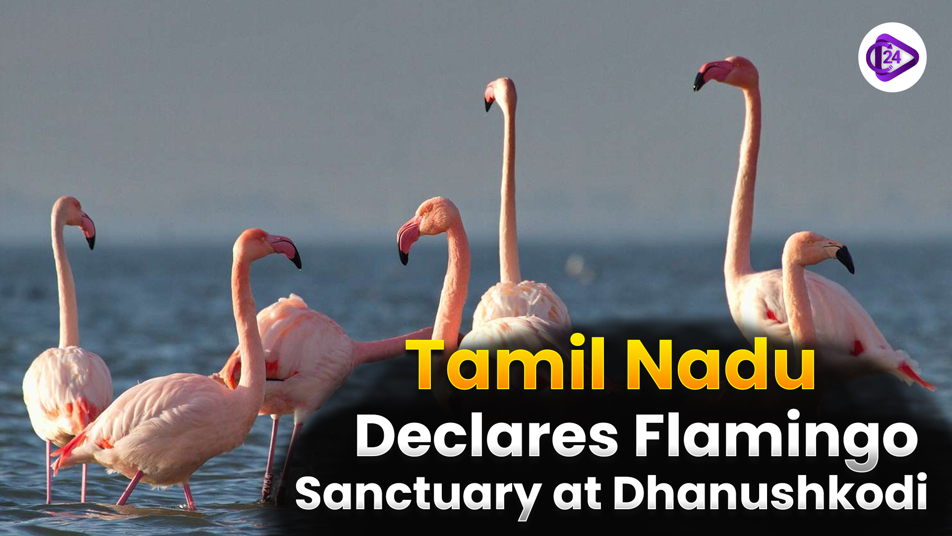 Tamil Nadu Declares Greater Flamingo Sanctuary at Dhanushkodi