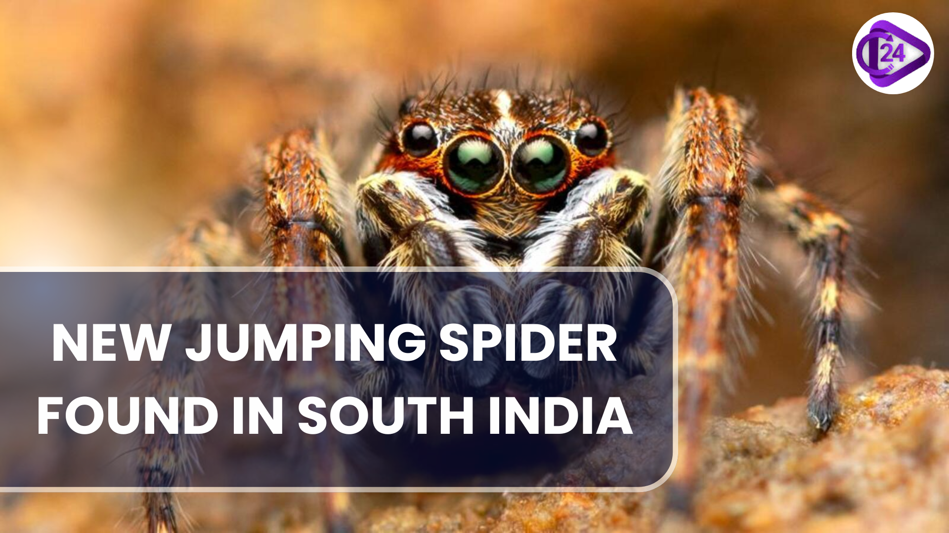 New Jumping Spider Species Discovered in Southern India