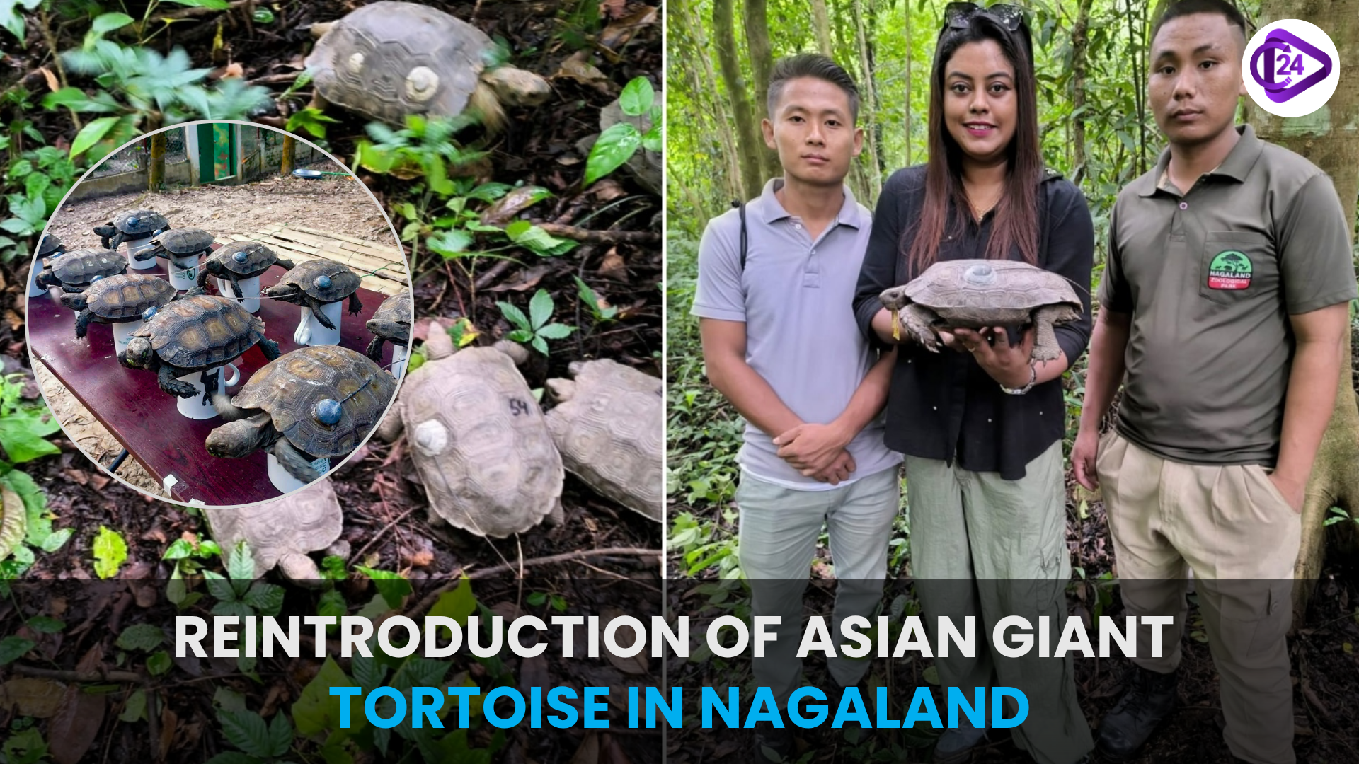 Reintroduction of Asian Giant Tortoise in Nagaland: A Step Towards Community-Led Biodiversity Conservation