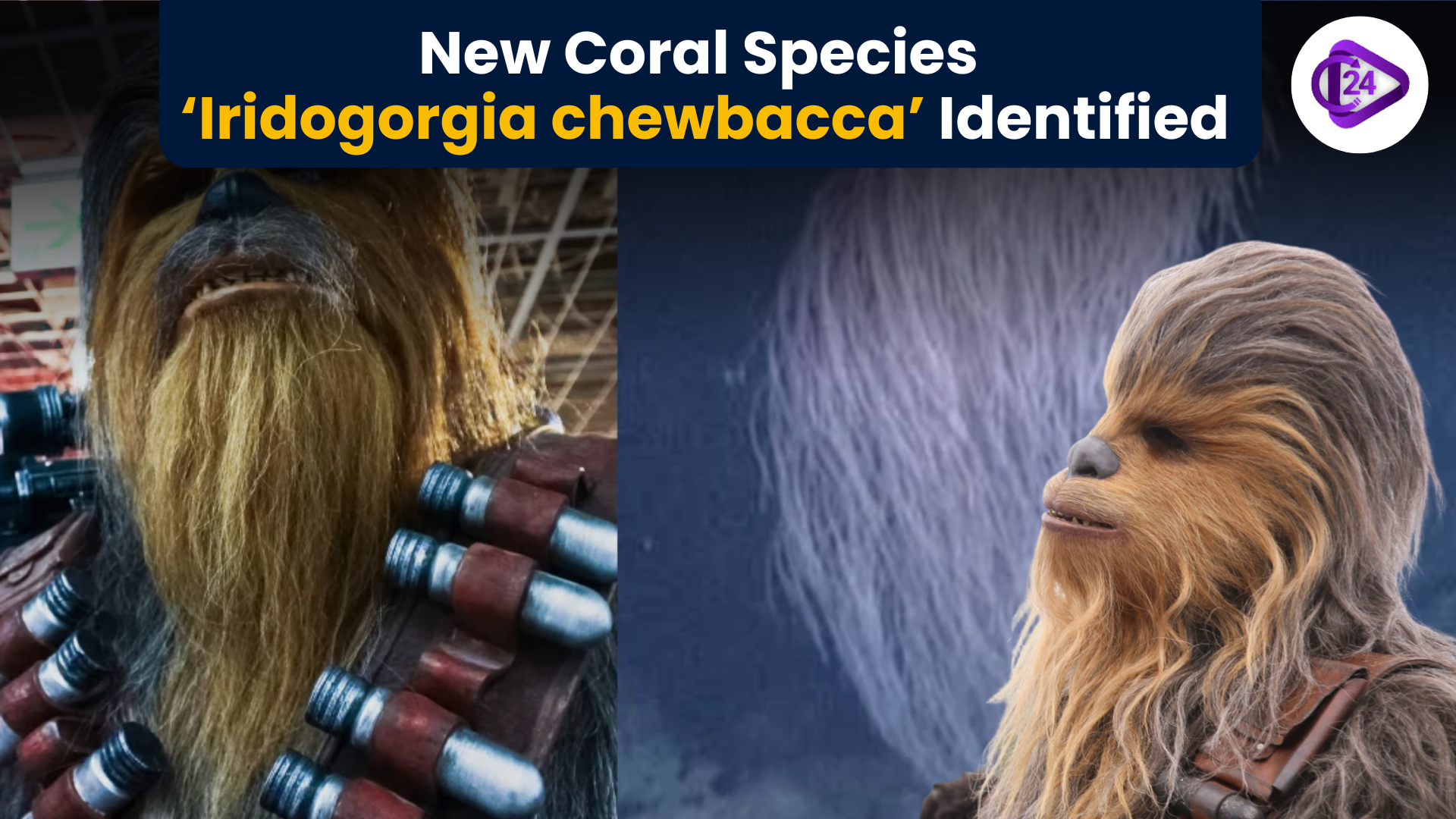 New Coral Species ‘Iridogorgia chewbacca’ Identified