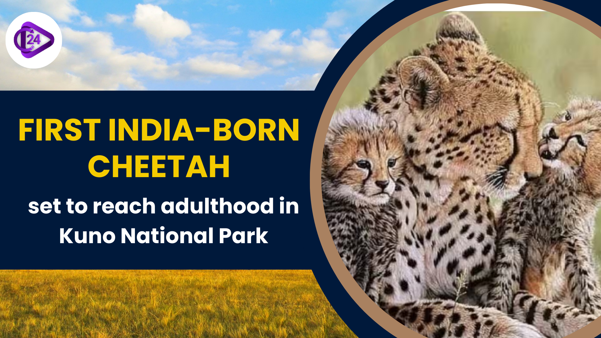 First India-born cheetah set to reach adulthood in Kuno National Park