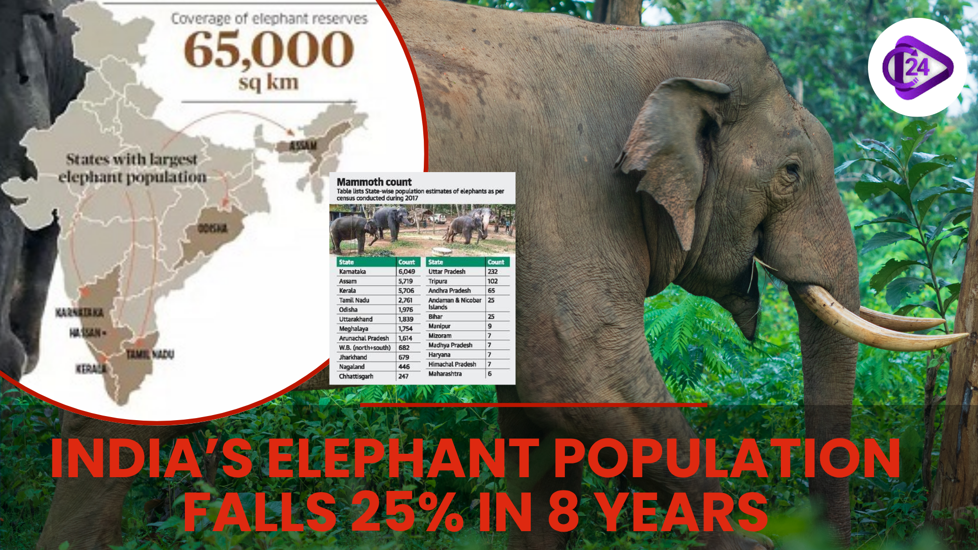 India Conducts First-Ever DNA-Based Elephant Census, Reveals Population Decline by 25%