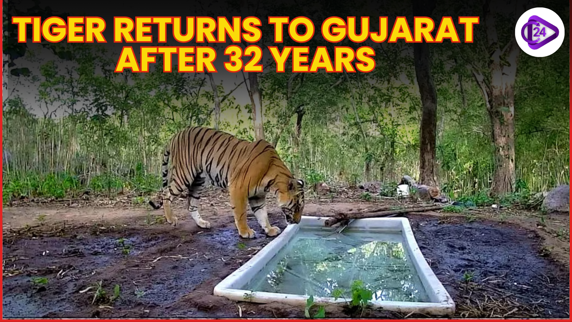 Tiger Returns to Gujarat After 32 Years in a Stunning Wildlife Comeback