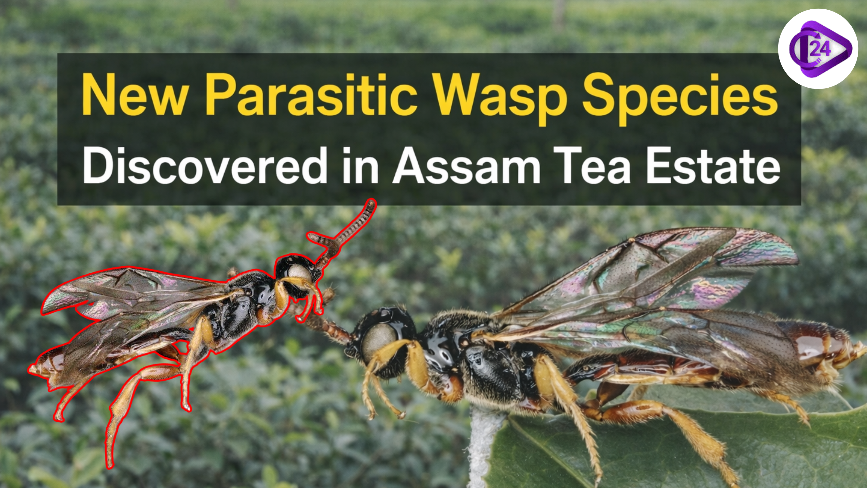 New Parasitic Wasp Species Discovered in Assam Tea Estate