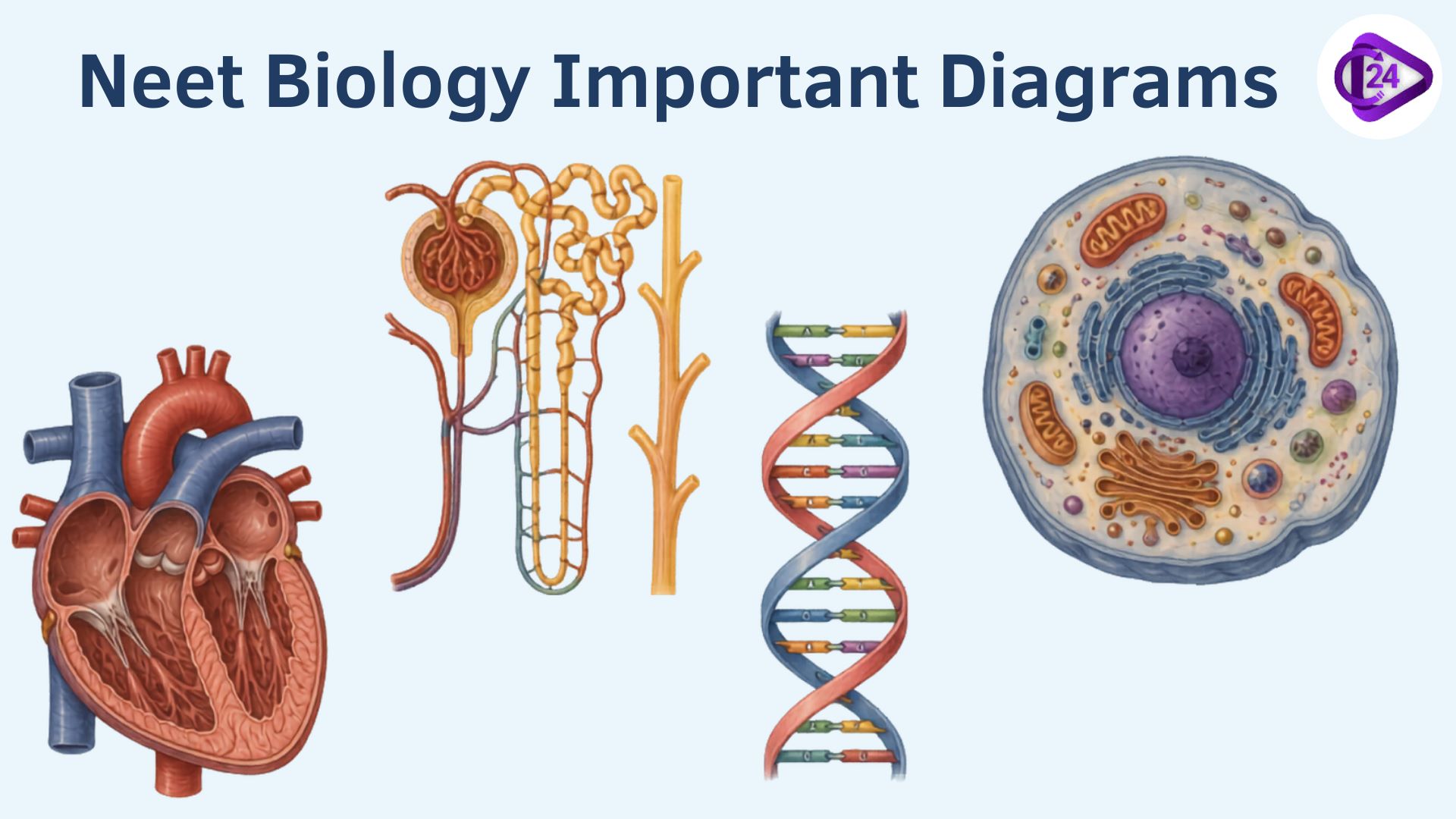 NEET important biology diagrams