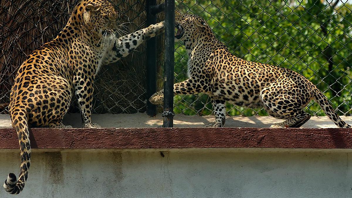 Leopard Status 2022: Leopard Numbers Show 8% Rise from 2018 to 2022 