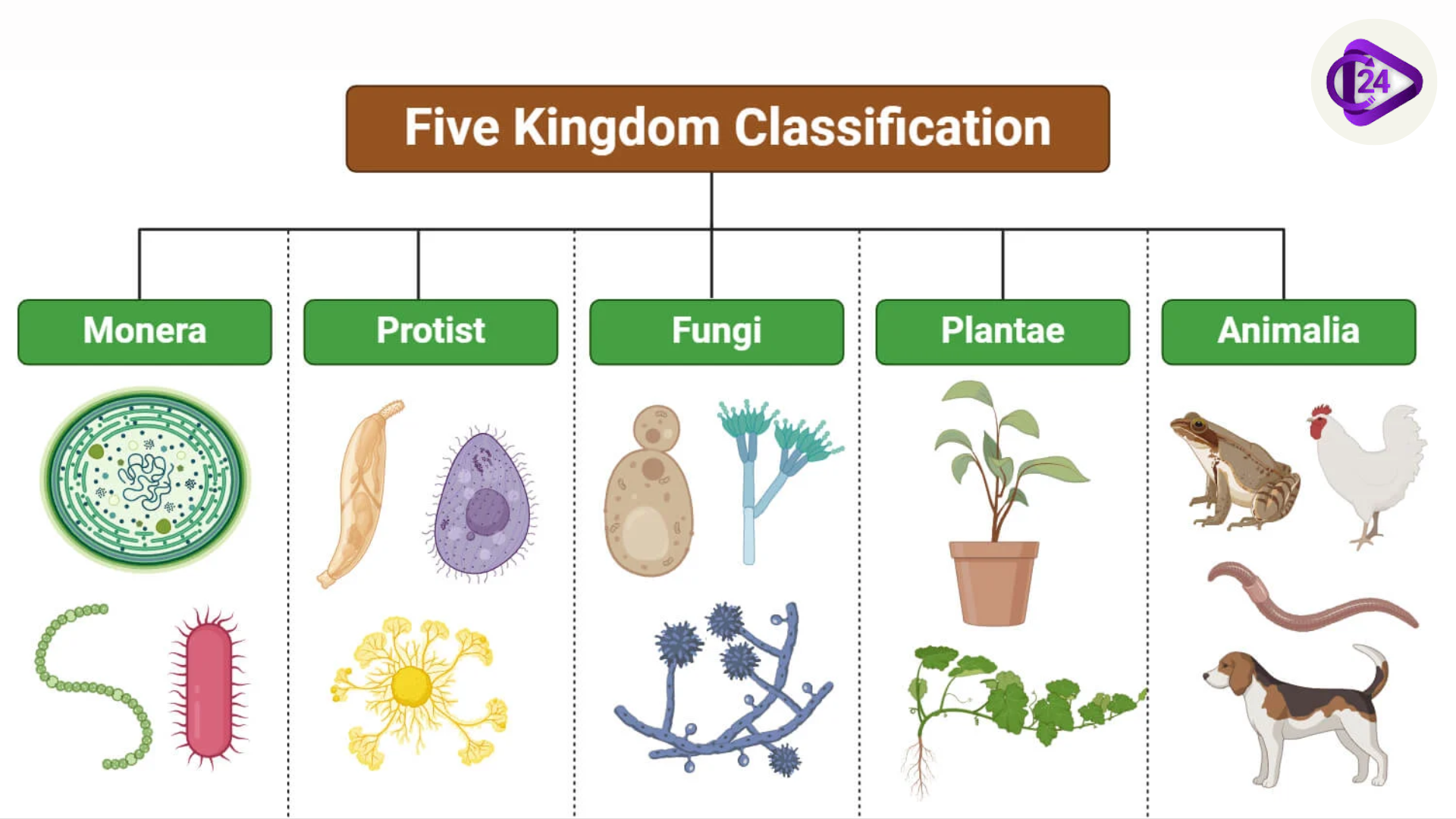 five kingdom classification 