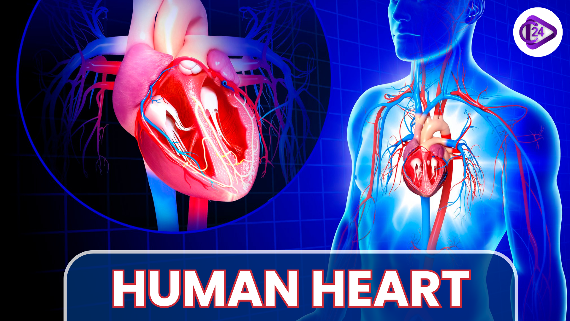 human heart 