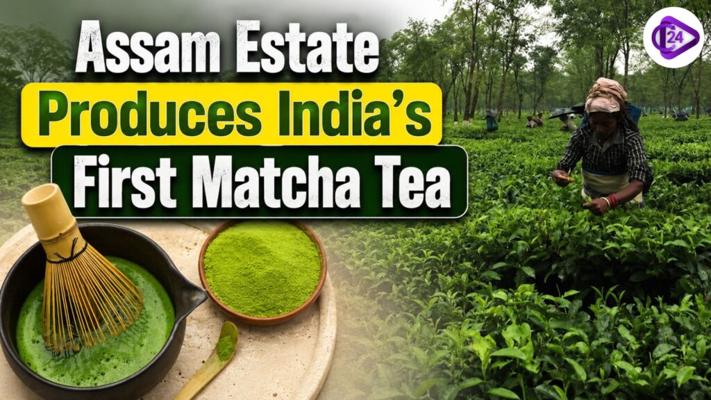 Matcha Tea
