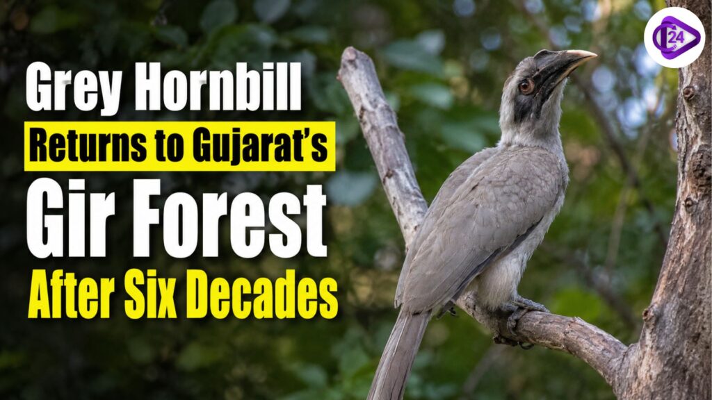 Grey Hornbill