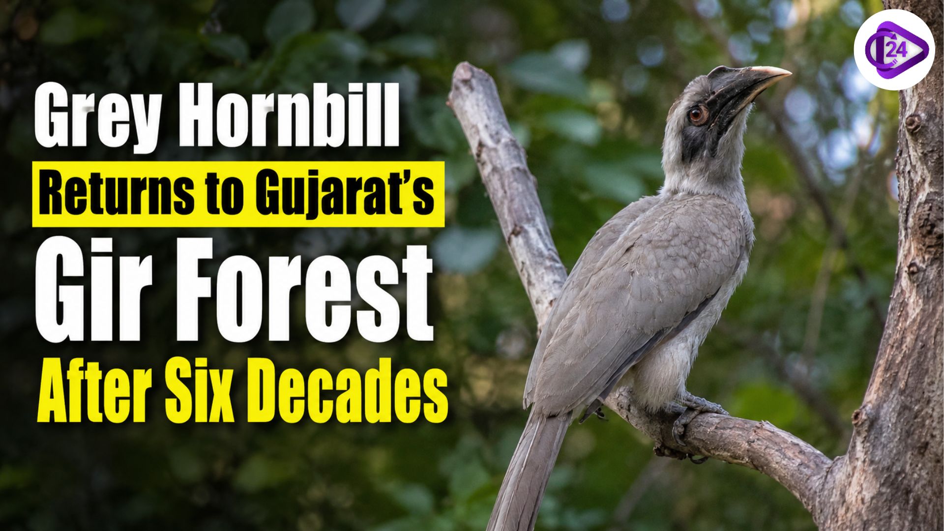 Grey Hornbill