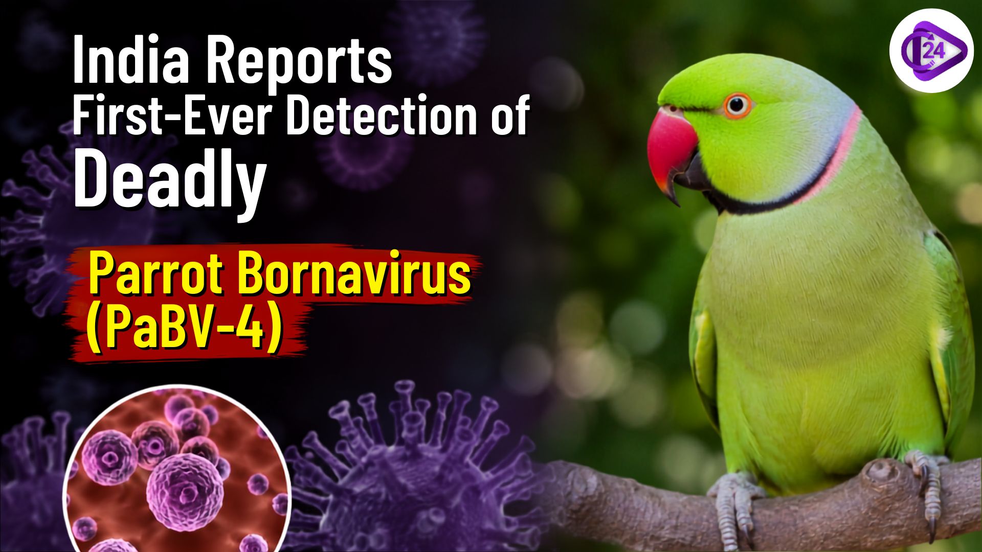 Parrot Bornavirus