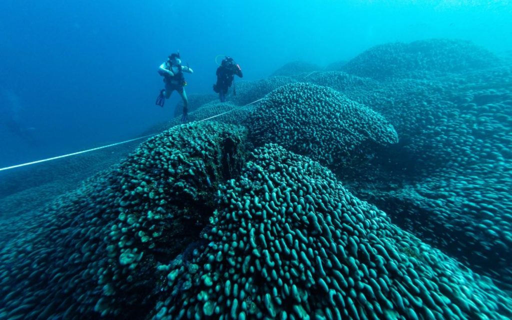 world’s largest coral colony