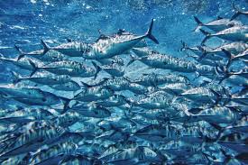 Boosting Blue Economy