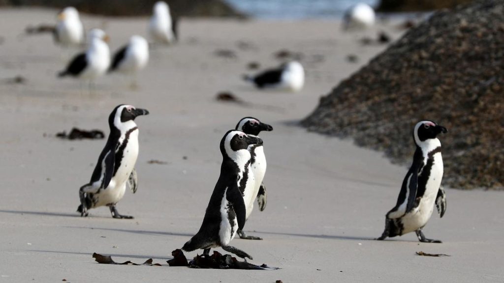African Penguins Listed as Critically Endangered by IUCN