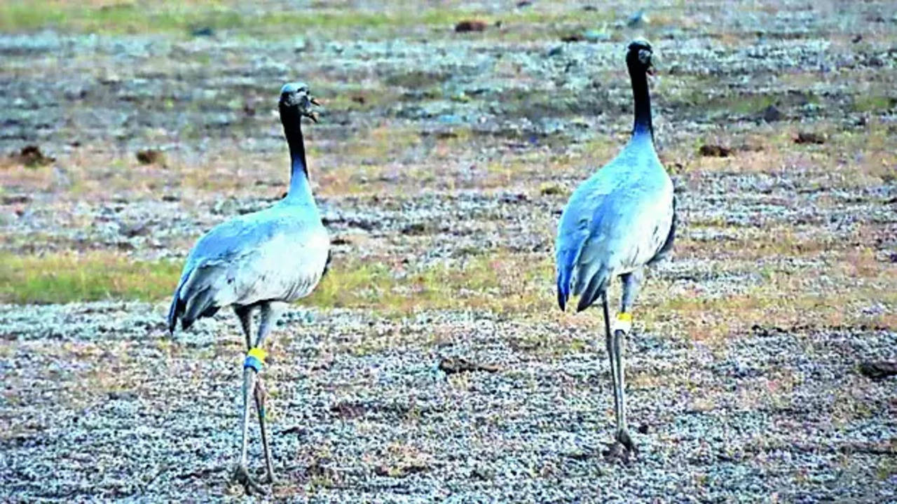 Siberian Crane Migration to Khichan