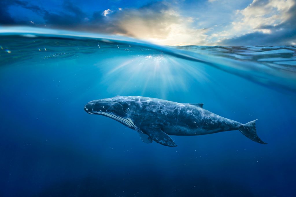 High Seas Treaty 2024
