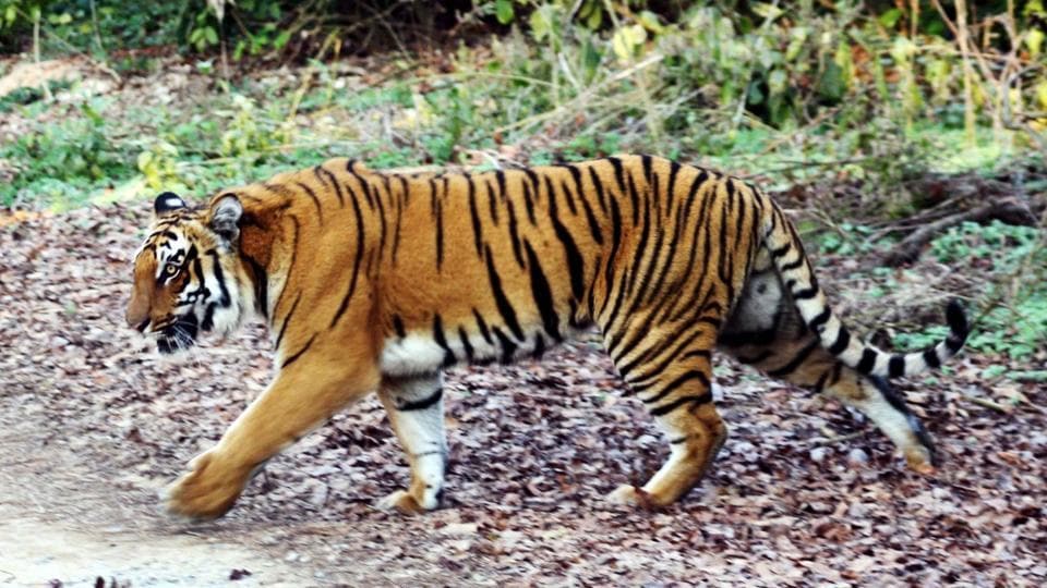 Ratapani Wildlife Sanctuary becomes India's 56th Tiger Reserve
