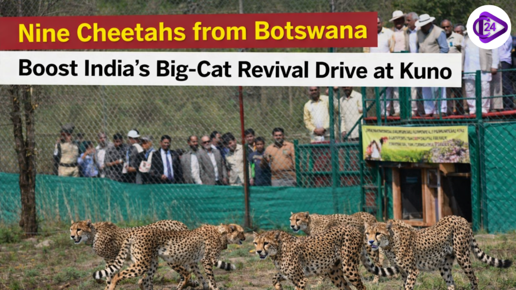 Nine Cheetahs from Botswana Boost India’s Big-Cat Revival Drive at Kuno